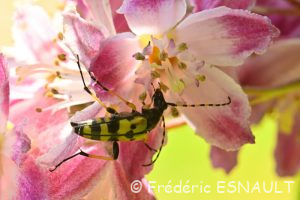 Lepture tacheté (Rutpela maculata)