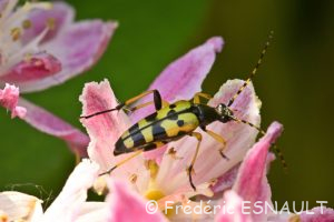 Lepture tacheté (Rutpela maculata)