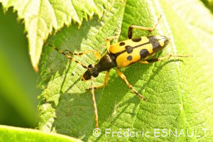 Lepture tacheté (Rutpela maculata)