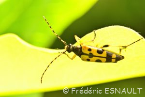 Lepture tacheté (Rutpela maculata)