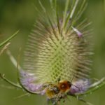 Cardère sauvage (Dipsacus fullonum)