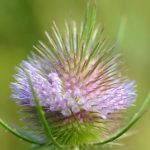 Cardère sauvage (Dipsacus fullonum)