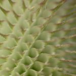 Cardère sauvage (Dipsacus fullonum)