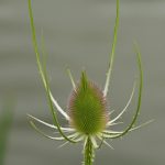 Cardère sauvage (Dipsacus fullonum)
