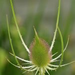 Cardère sauvage (Dipsacus fullonum)