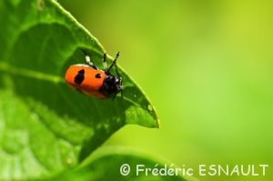 Clytre des saules (Clytra laeviuscula)