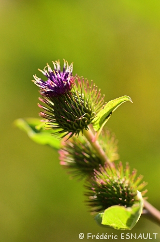 Petite bardane (Arctium minus)