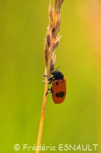 Clytre des saules (Clytra laeviuscula)
