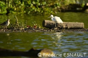 L'Aigrette garzette (Egretta garzetta)
