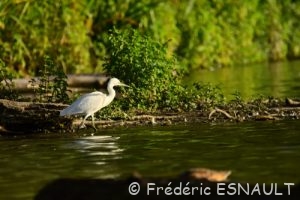 L'Aigrette garzette (Egretta garzetta)