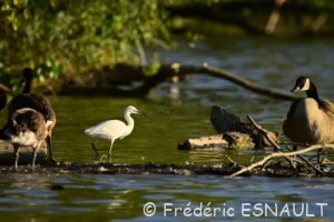 L'Aigrette garzette (Egretta garzetta)