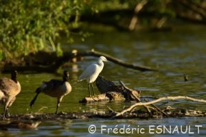 L'Aigrette garzette (Egretta garzetta)