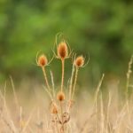 Cardère sauvage (Dipsacus fullonum)