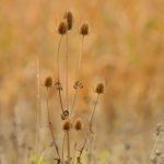 Cardère sauvage (Dipsacus fullonum)