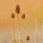 Cardère sauvage (Dipsacus fullonum)