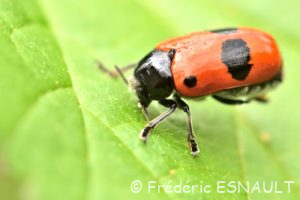 Le Clytre des saules (Clytra laeviuscula)