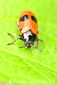 Le Clytre des saules (Clytra laeviuscula)