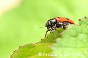 Le Clytre des saules (Clytra laeviuscula)