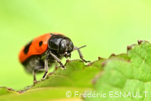 Le Clytre des saules (Clytra laeviuscula)