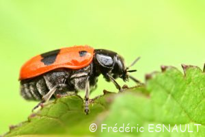 Le Clytre des saules (Clytra laeviuscula)