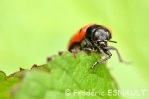 Le Clytre des saules (Clytra laeviuscula)