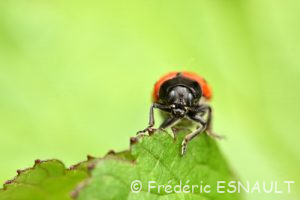 Le Clytre des saules (Clytra laeviuscula)