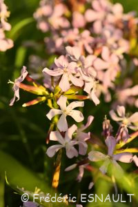 Saponaire officinale (Saponaria officinalis)