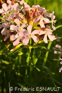 Saponaire officinale (Saponaria officinalis)