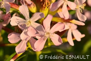 Saponaire officinale (Saponaria officinalis)