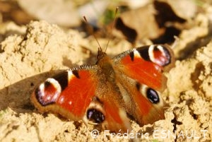 Paon du jour (Aglais io)
