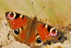 Paon du jour (Aglais io)