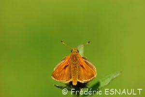 Hespérie de la houque ou Bande noire (Thymelicus sylvestris)