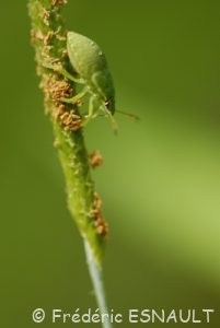 La larve de la Punaise verte (Palomena prasina)