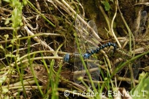 Æschne affine (Æshna affinis)