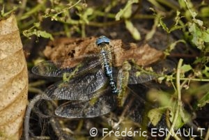 Æschne affine (Æshna affinis)