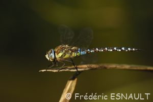 Æschne mixte (Æshna mixta)