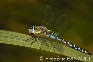 Æschne mixte (Æshna mixta)
