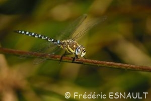Æschne mixte (Æshna mixta)