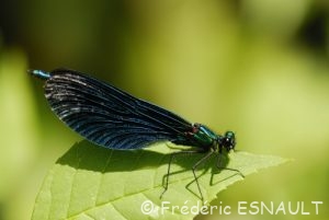 Caloptéryx vierge (Calopteryx virgo)