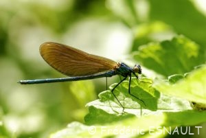 Caloptéryx vierge (Calopteryx virgo)