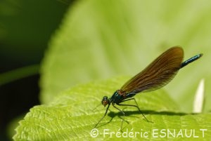Caloptéryx vierge (Calopteryx virgo)