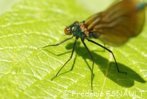 Caloptéryx vierge (Calopteryx virgo)