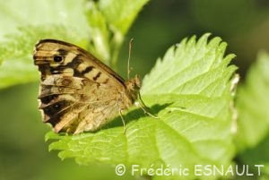 Tircis (Pararge aegeria)