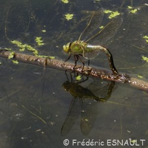 Anax napolitain (Anax parthenope)