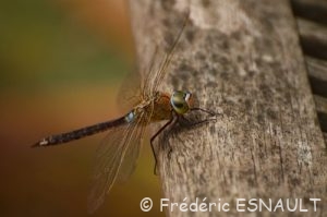 Anax napolitain (Anax parthenope)