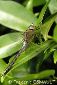 Anax napolitain (Anax parthenope)