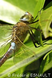 Anax napolitain (Anax parthenope)