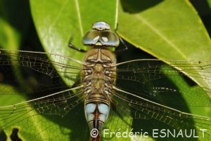 Anax napolitain (Anax parthenope)