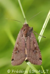 Le Hibou (Noctua pronuba)