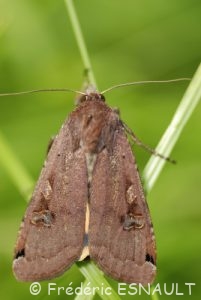 Le Hibou (Noctua pronuba)
